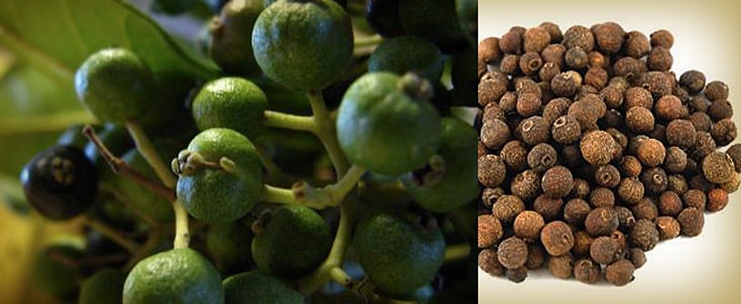 The Magic of Allspice Berries