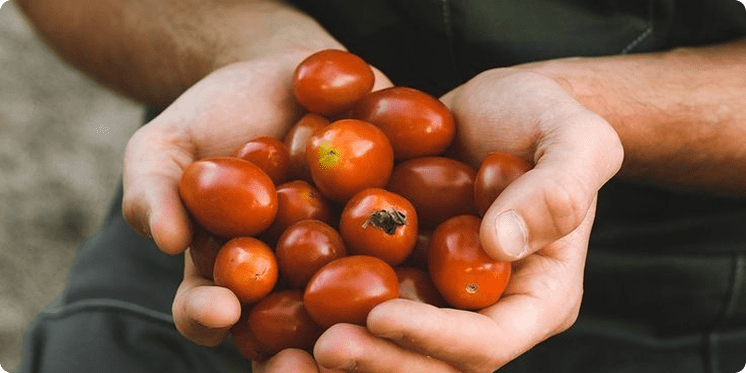 How to Season Fresh Summer Tomatoes (and Use Every Last One)