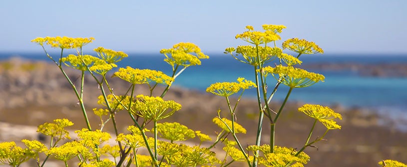 Behind the Seasoning: Coastal Cali Fennel Pollen Rub